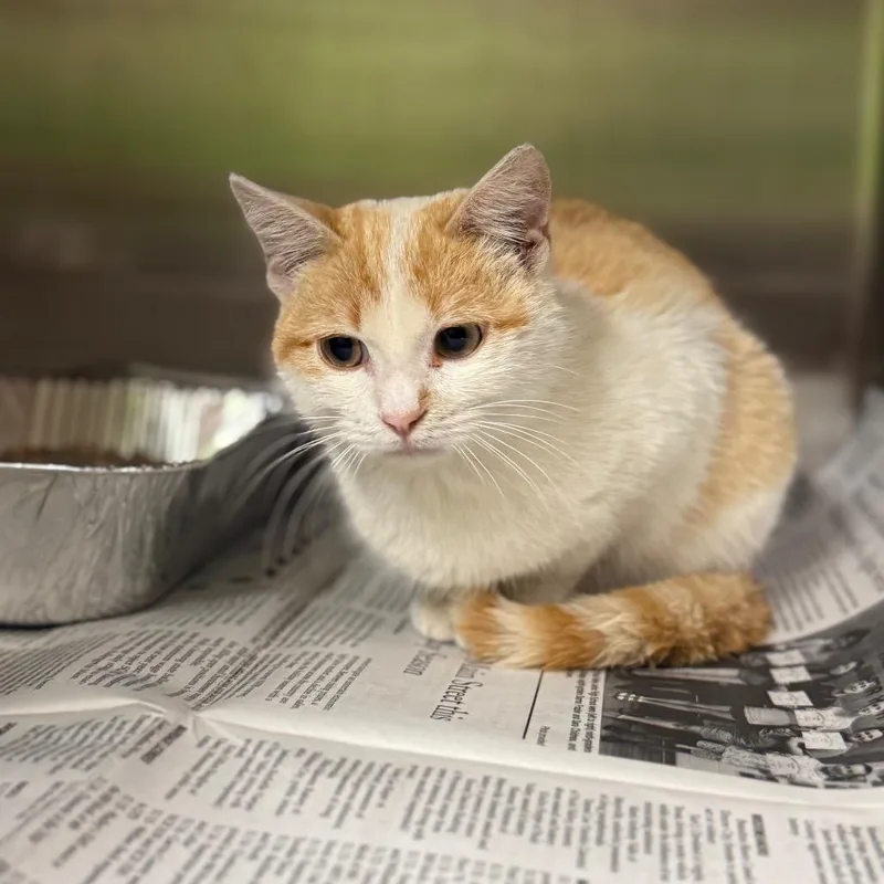 A baby medium-sized male Orange / Red Domestic Short Hair cat named Yogurt for adoption in Pauls Valley, OK