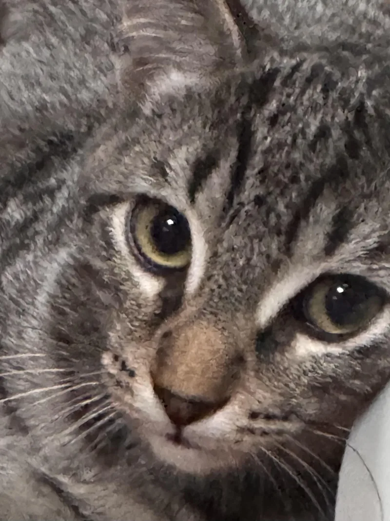 A baby large-sized female Tabby (Gray / Blue / Silver) Domestic Short Hair cat named Rosie for adoption in Vacaville, CA