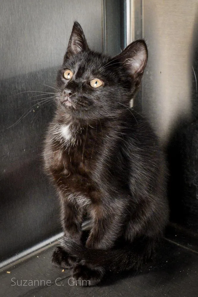 A baby small-sized male Domestic Short Hair cat named Ross for adoption in New Orleans, LA
