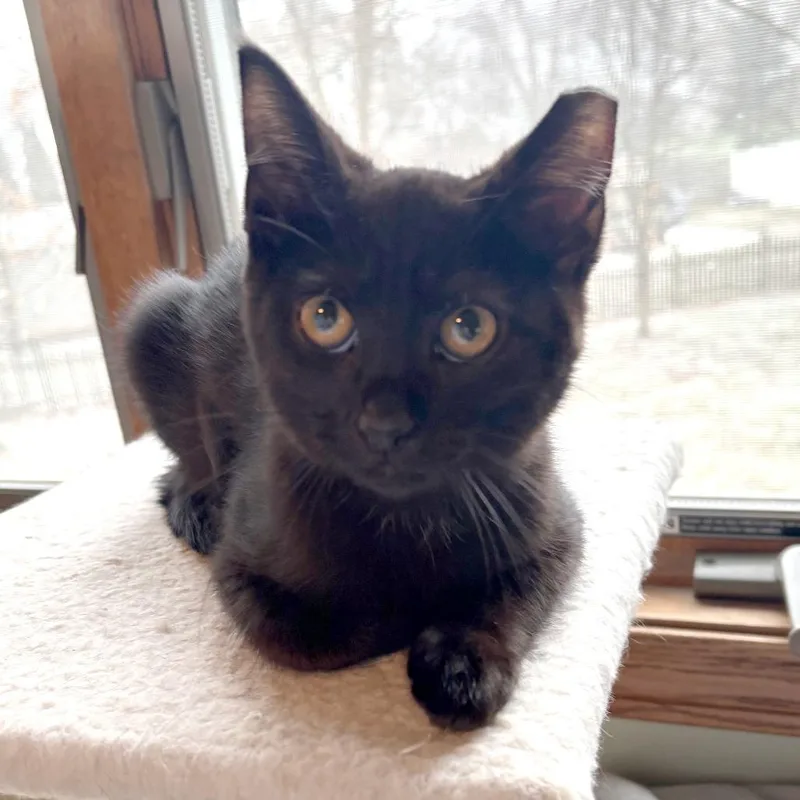 A young medium-sized male Black Domestic Short Hair cat named Benny for adoption in Medina, OH