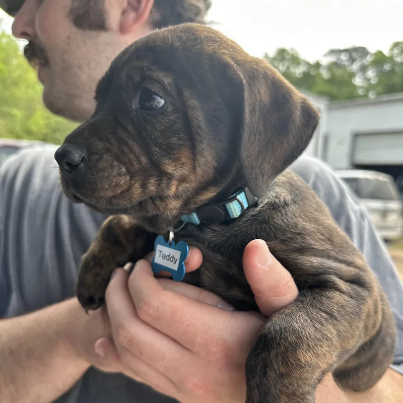 A baby medium-sized male Brindle Pit Bull Terrier dog named Teddy for adoption in Columbia, SC