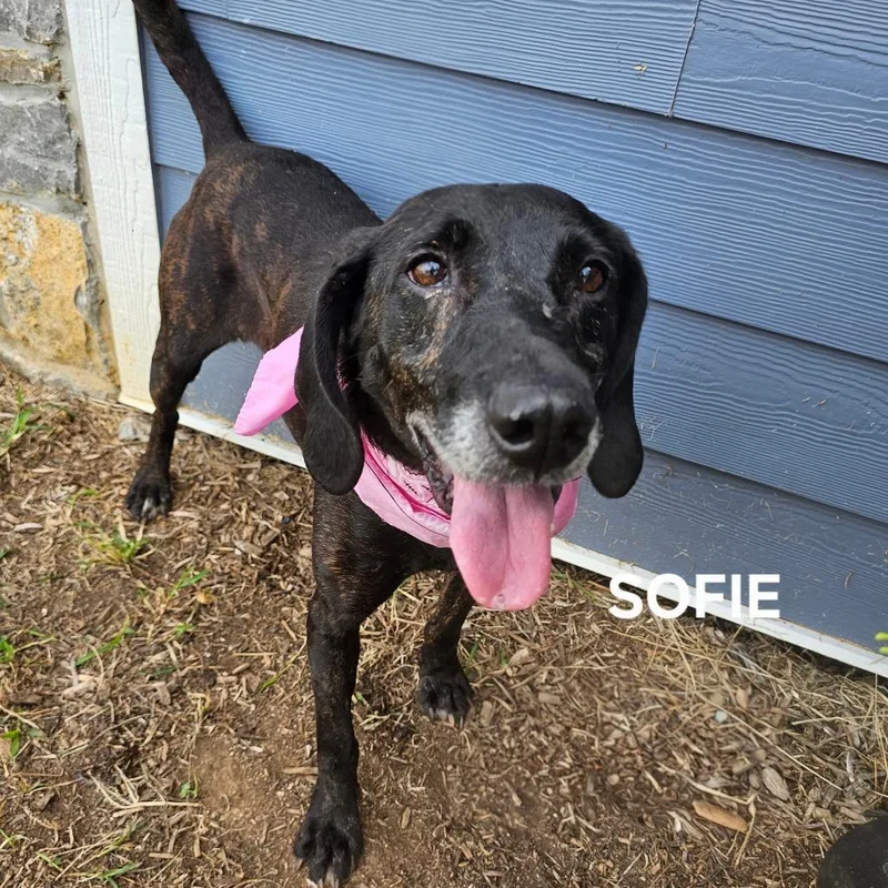 Sofie