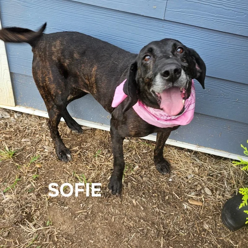 Sofie thumbnail 2