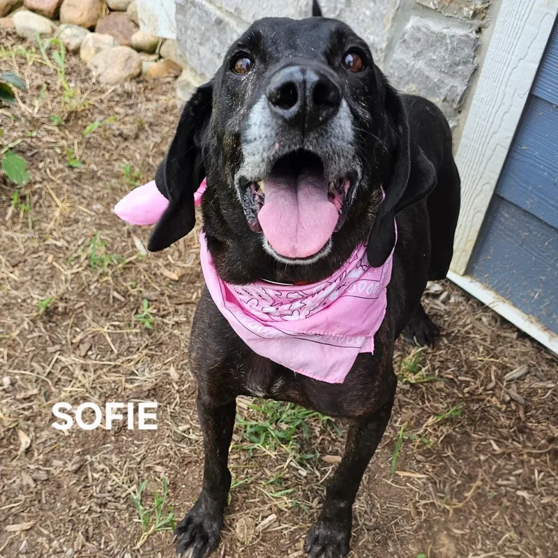 Sofie thumbnail 3