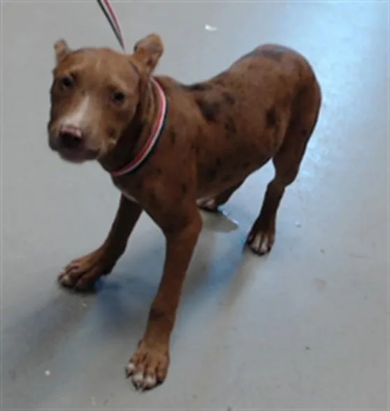 A young small-sized female Catahoula Leopard Dog dog named Madam Moose Tracks for adoption in Fayetteville, NC