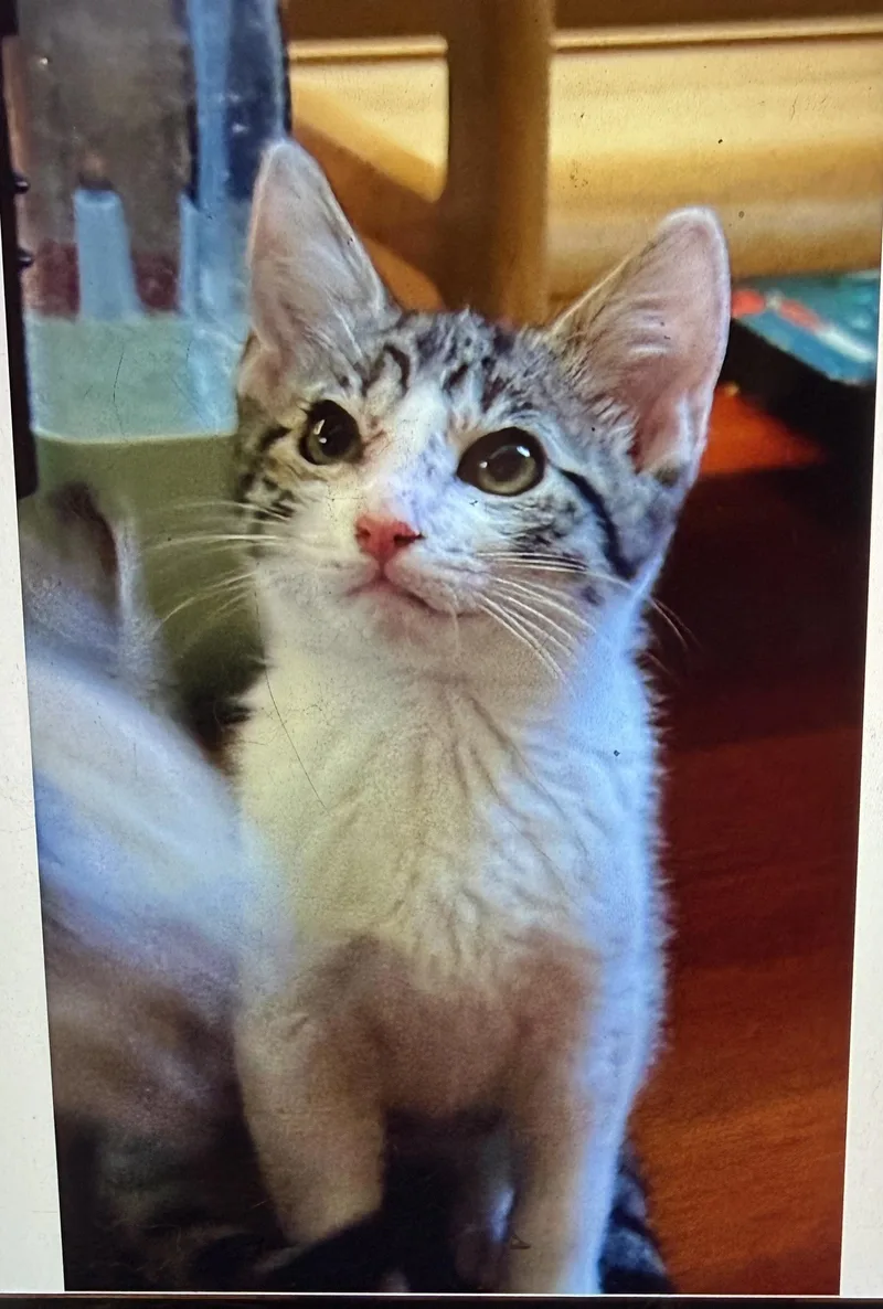 A baby small-sized male Domestic Short Hair cat named Mickey for adoption in South Pasadena, CA