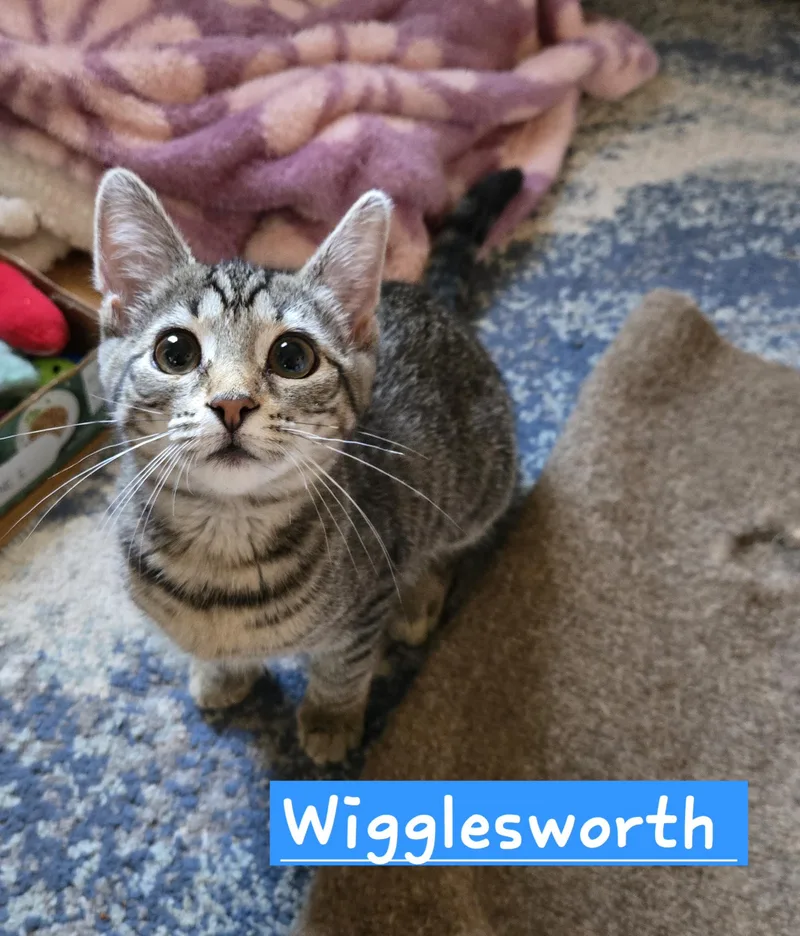 A baby medium-sized female Tabby (Brown / Chocolate) Domestic Short Hair cat named Wigglesworth for adoption in Myerstown, PA