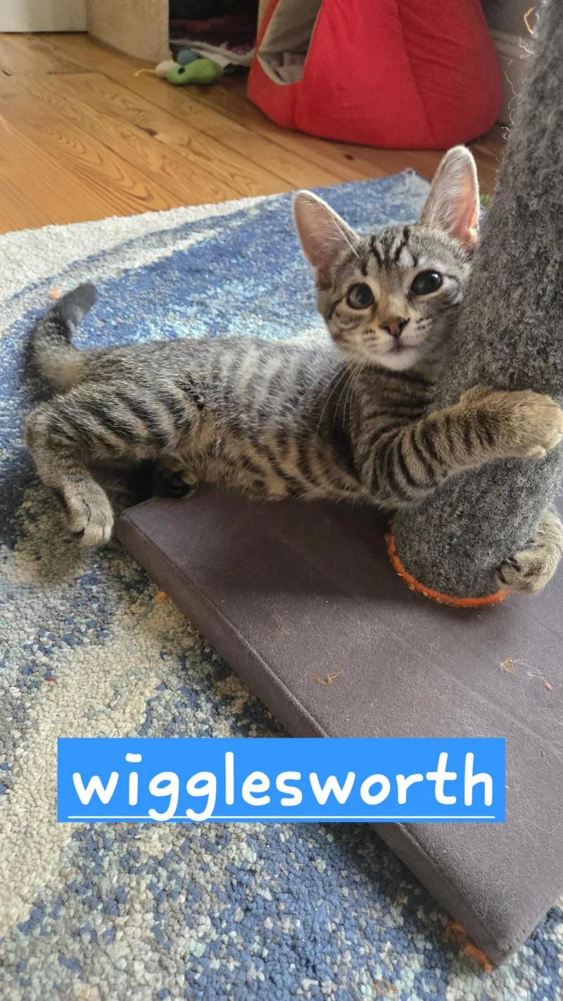 Wigglesworth thumbnail 2