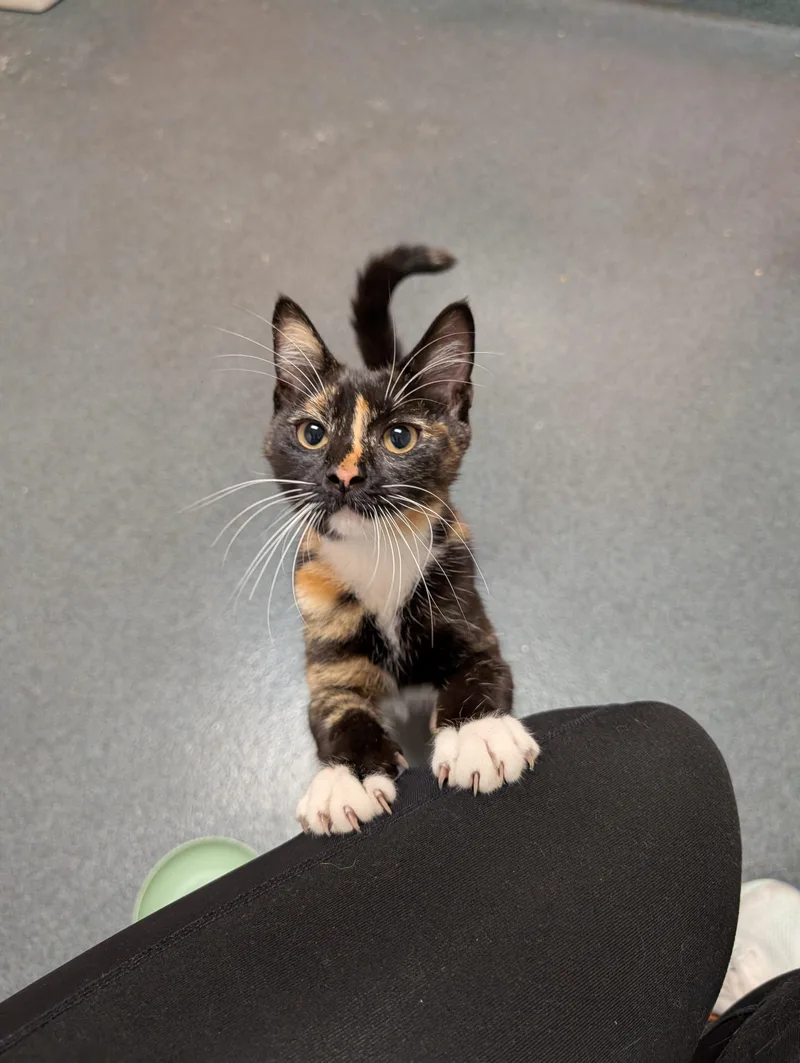 A baby medium-sized female Calico Domestic Short Hair cat named Elle for adoption in Philadelphia, PA