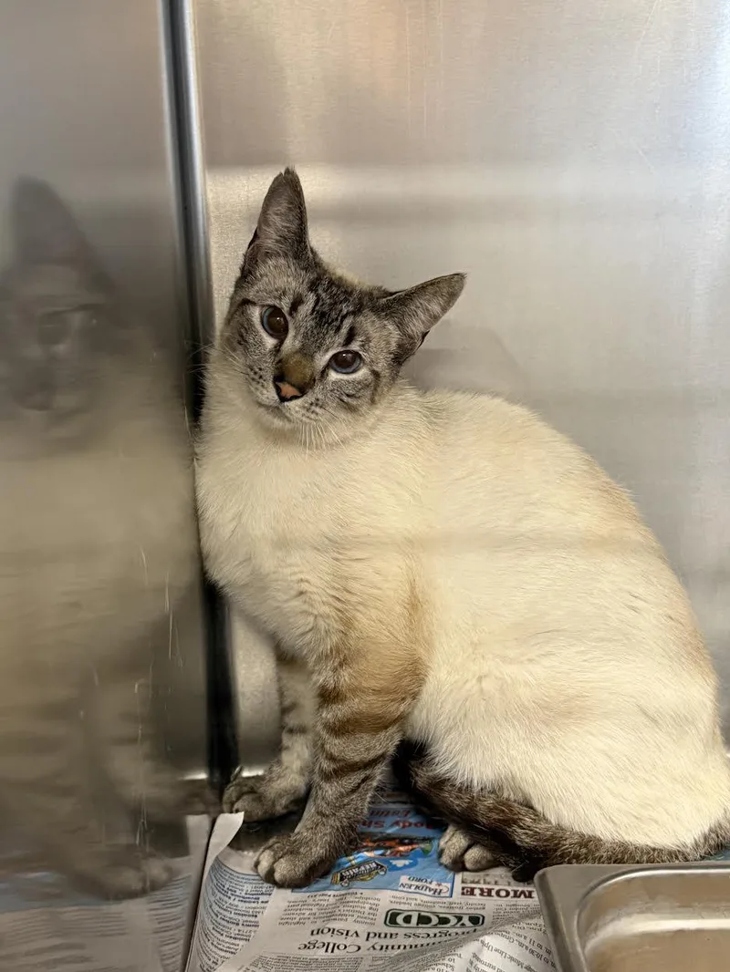 An adult medium-sized female Buff / Tan / Fawn Siamese cat named Clair for adoption in Oakdale, CA