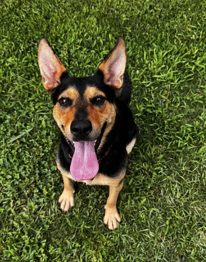 A young large-sized female Bicolor German Shepherd Dog dog named Mj for adoption in Greeneville, TN