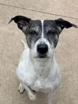 An adult medium-sized female White / Cream Pit Bull Terrier dog named Lainey for adoption in Tinley Park, IL