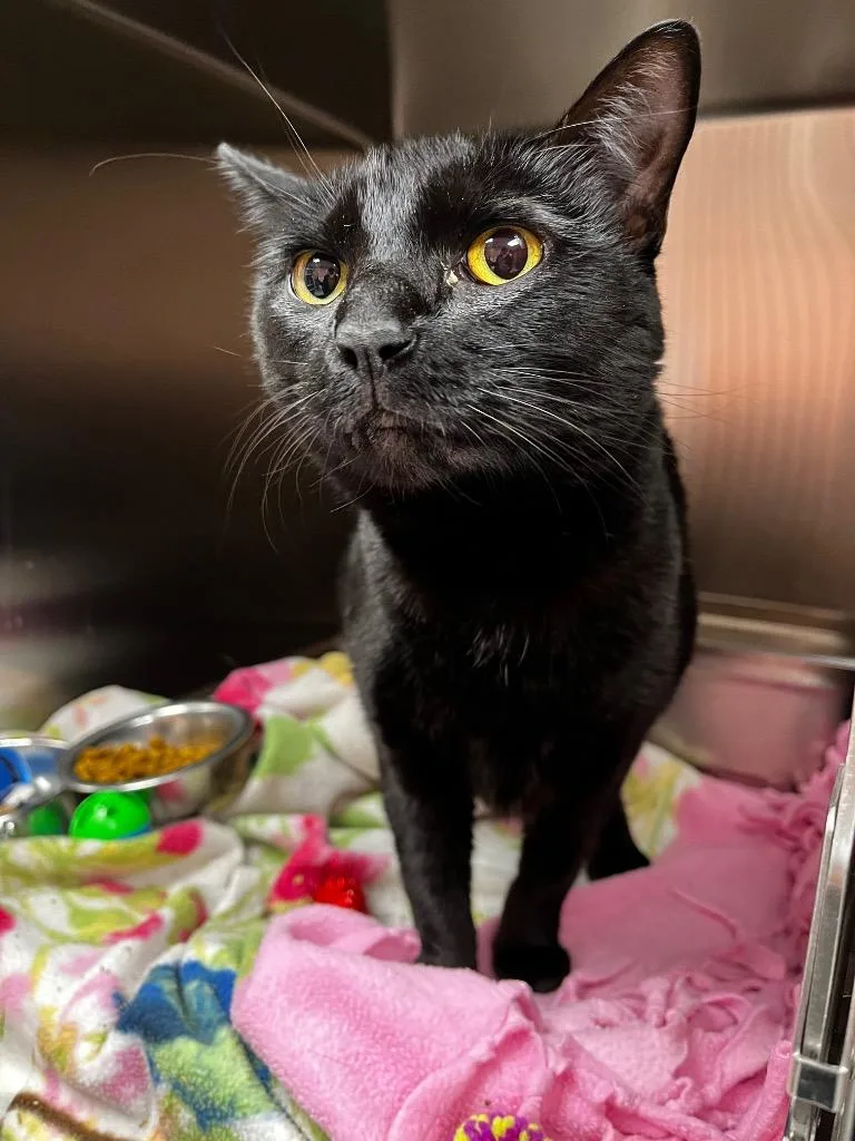 A young medium-sized female Domestic Short Hair cat named Astrid for adoption in Logan, UT
