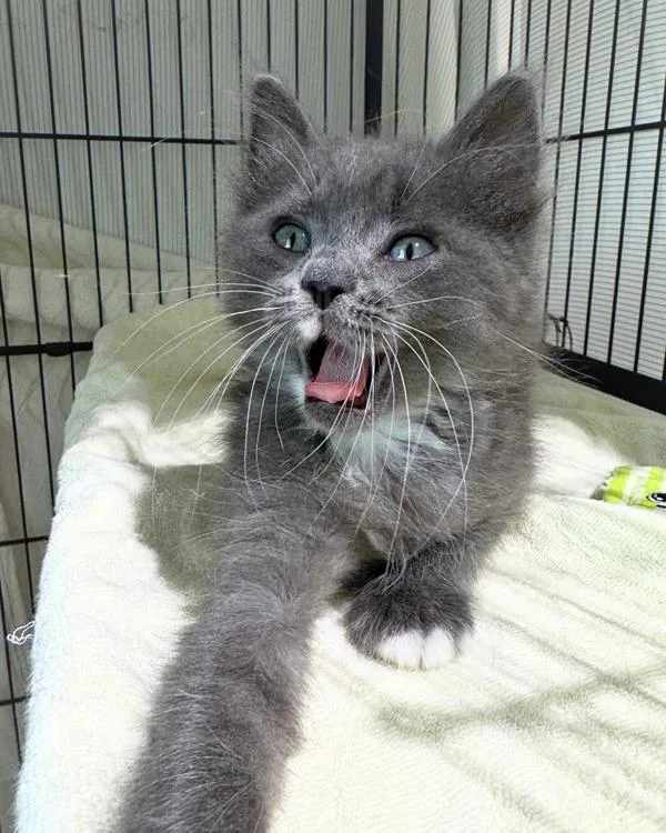 Mrs. Peacock thumbnail 2