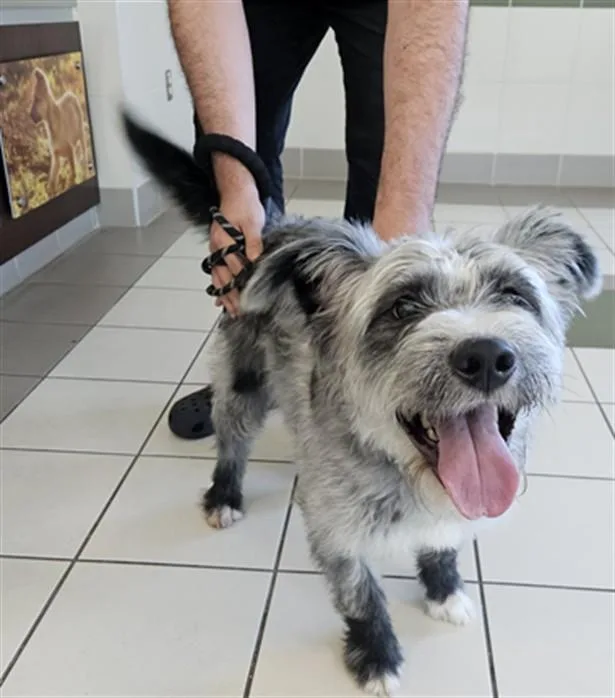 A young medium-sized male Schnauzer dog named Oswald for adoption in Derwood, MD
