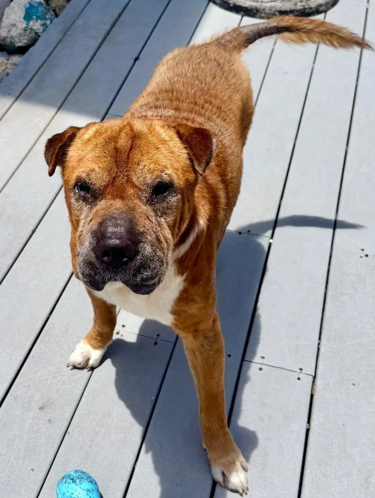 A senior large-sized male Shar-Pei dog named Oscar for adoption in St. Augustine, FL