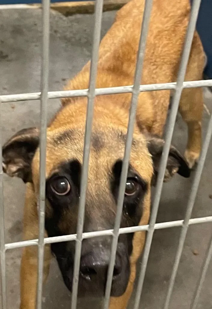 A baby large-sized male German Shepherd Dog dog named Raisin Bran for adoption in Henderson, NC