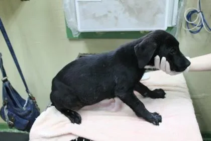 A baby small-sized male Labrador Retriever dog named Angus for adoption in Picayune, MS