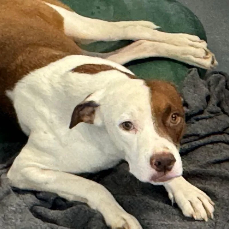 An adult medium-sized male American Bulldog dog named Bowie for adoption in Kingman, AZ