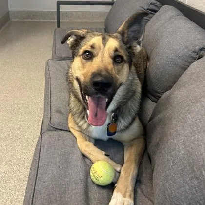An adult large-sized male Tricolor (Brown, Black, & White) Mixed Breed dog named Bear for adoption in Lansing, MI