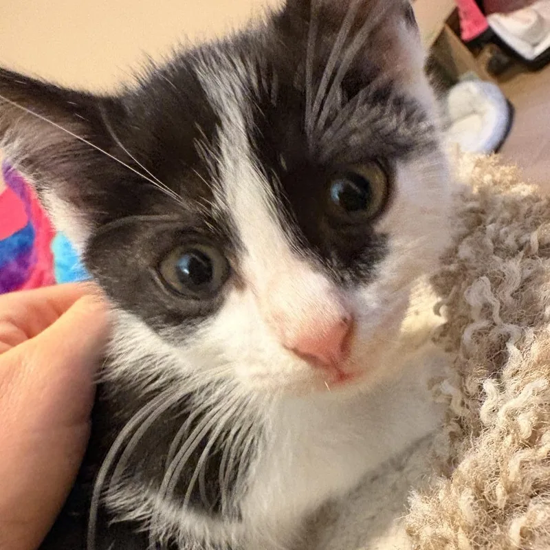 A baby small-sized female Domestic Short Hair cat named Grasshopper for adoption in Cumming, GA