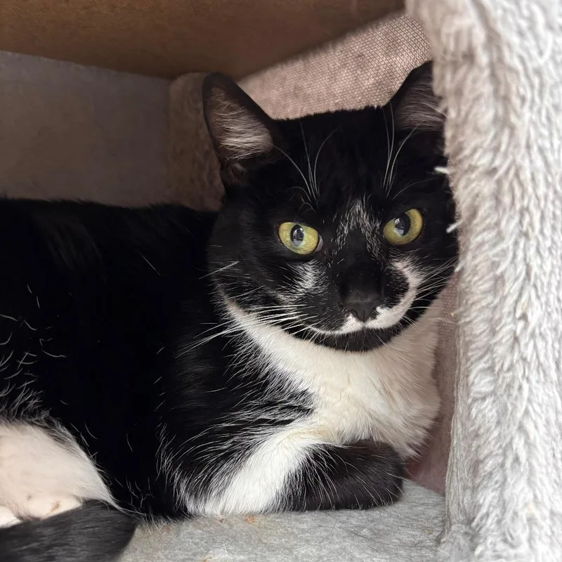 A senior medium-sized female Black Domestic Short Hair cat named Prissy for adoption in Lauderhill, FL
