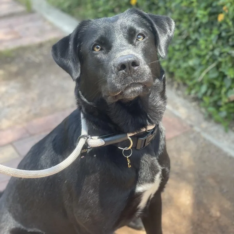 An adult medium-sized female Black Labrador Retriever dog named Margot for adoption in Riverside, CA