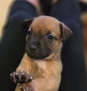 A baby medium-sized female Labrador Retriever dog named Madison for adoption in Miami, FL