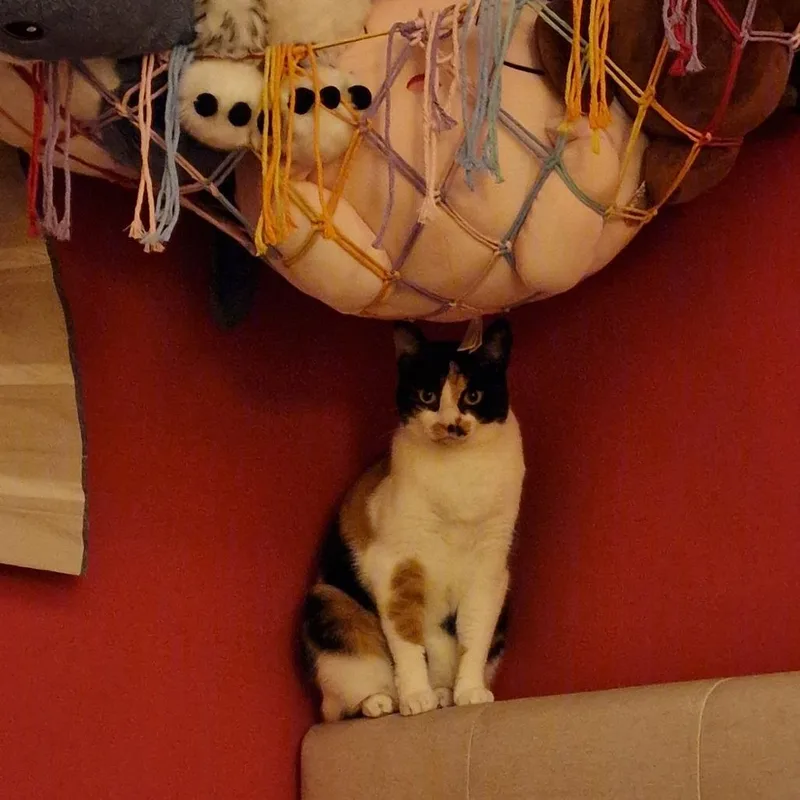 Bcas Ursula thumbnail 3