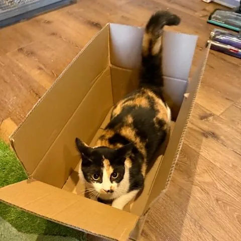 Bcas Ursula thumbnail 4