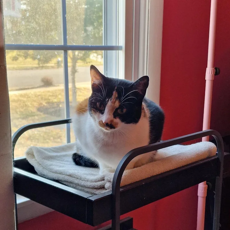 Bcas Ursula thumbnail 5