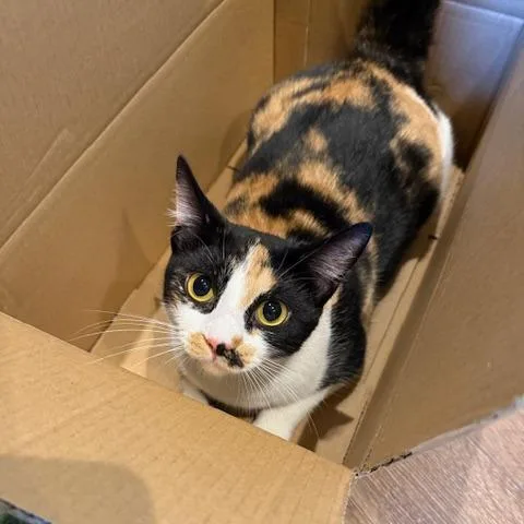 Bcas Ursula thumbnail 6