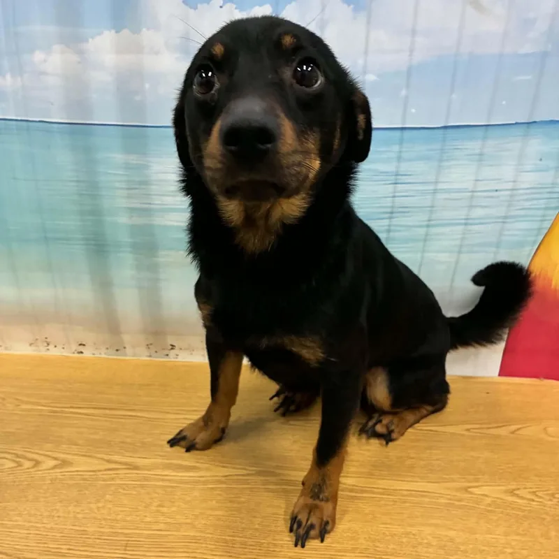 A young small-sized male Terrier dog named Milo for adoption in Danbury, CT