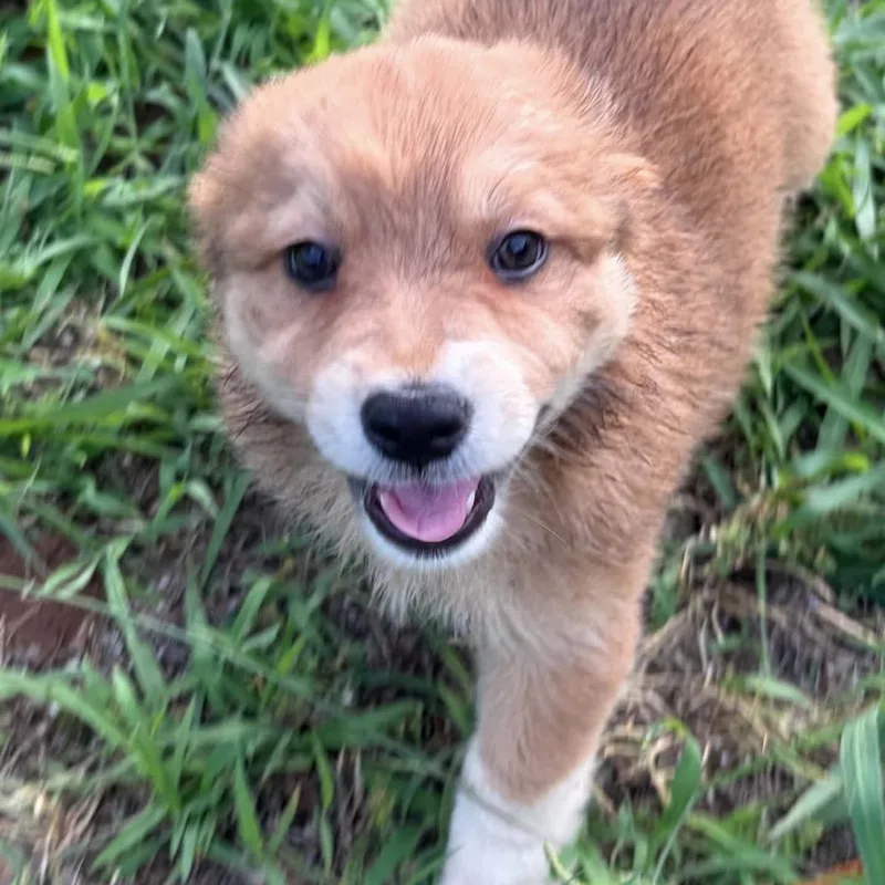A baby medium-sized male Yellow / Tan / Blond / Fawn Australian Shepherd dog named Dune for adoption in Pelham, NH