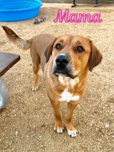 An adult large-sized female Golden Golden Retriever dog named Mama for adoption in Comfort, TX