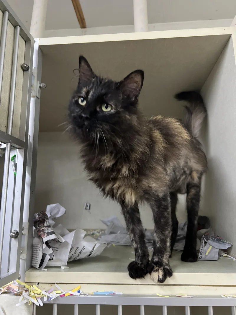 A young medium-sized female Tortoiseshell Domestic Medium Hair cat named Paisley for adoption in Worcester, MA