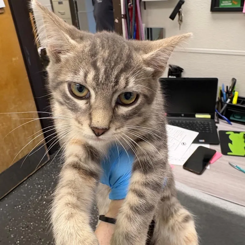 A baby small-sized female Gray / Blue / Silver Domestic Short Hair cat named Mae Mae for adoption in Columbiana, AL