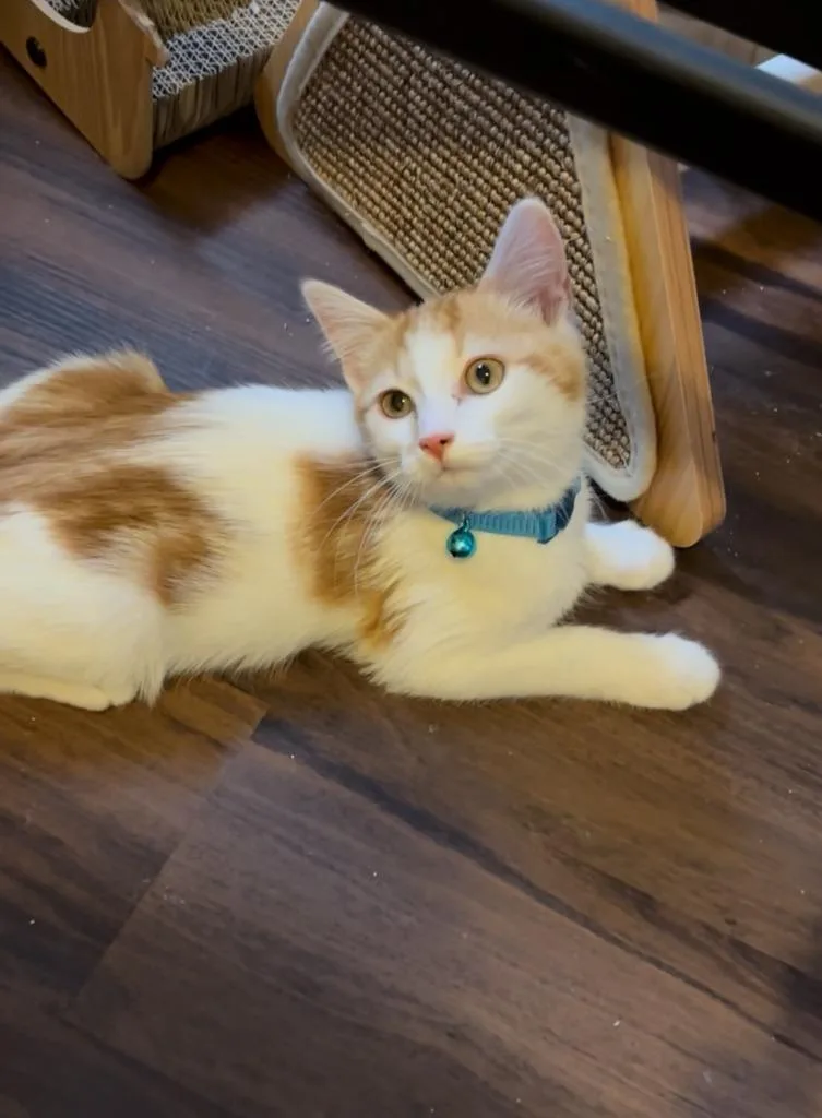 A baby medium-sized male Domestic Short Hair cat named Huckleberry Finn for adoption in Salt Lake City, UT