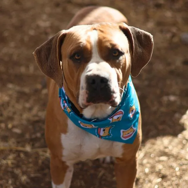 A young large-sized male American Staffordshire Terrier dog named Jax for adoption in San Antonio, TX