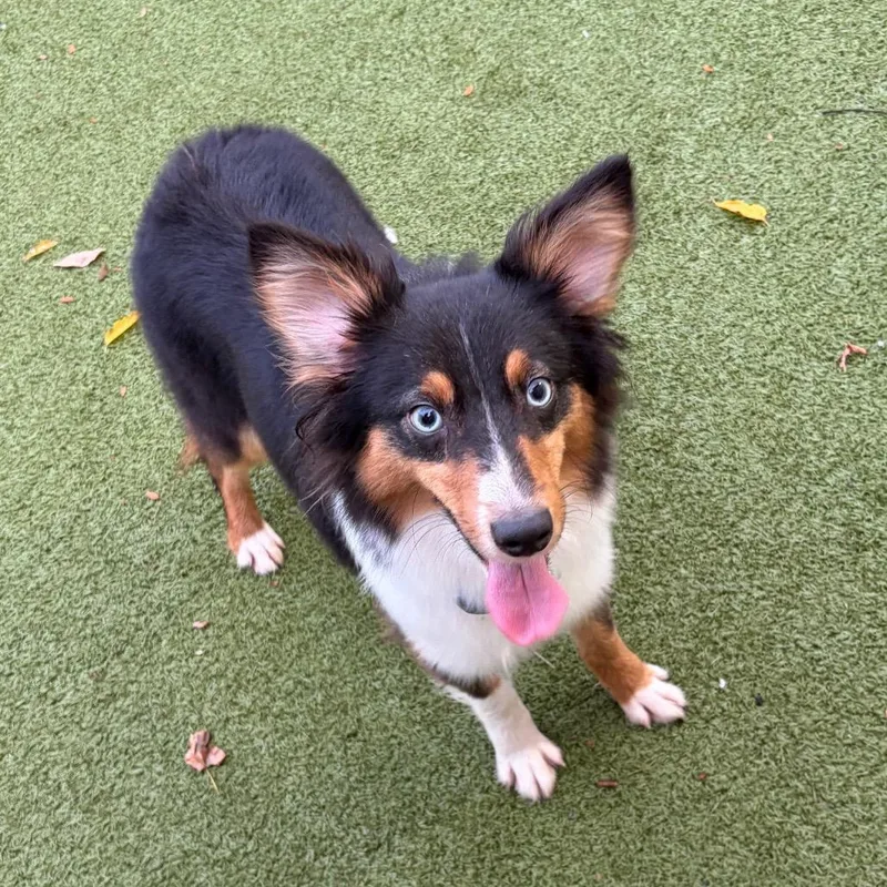 An adult small-sized female Black Australian Shepherd dog named Carla for adoption in Binghamton, NY