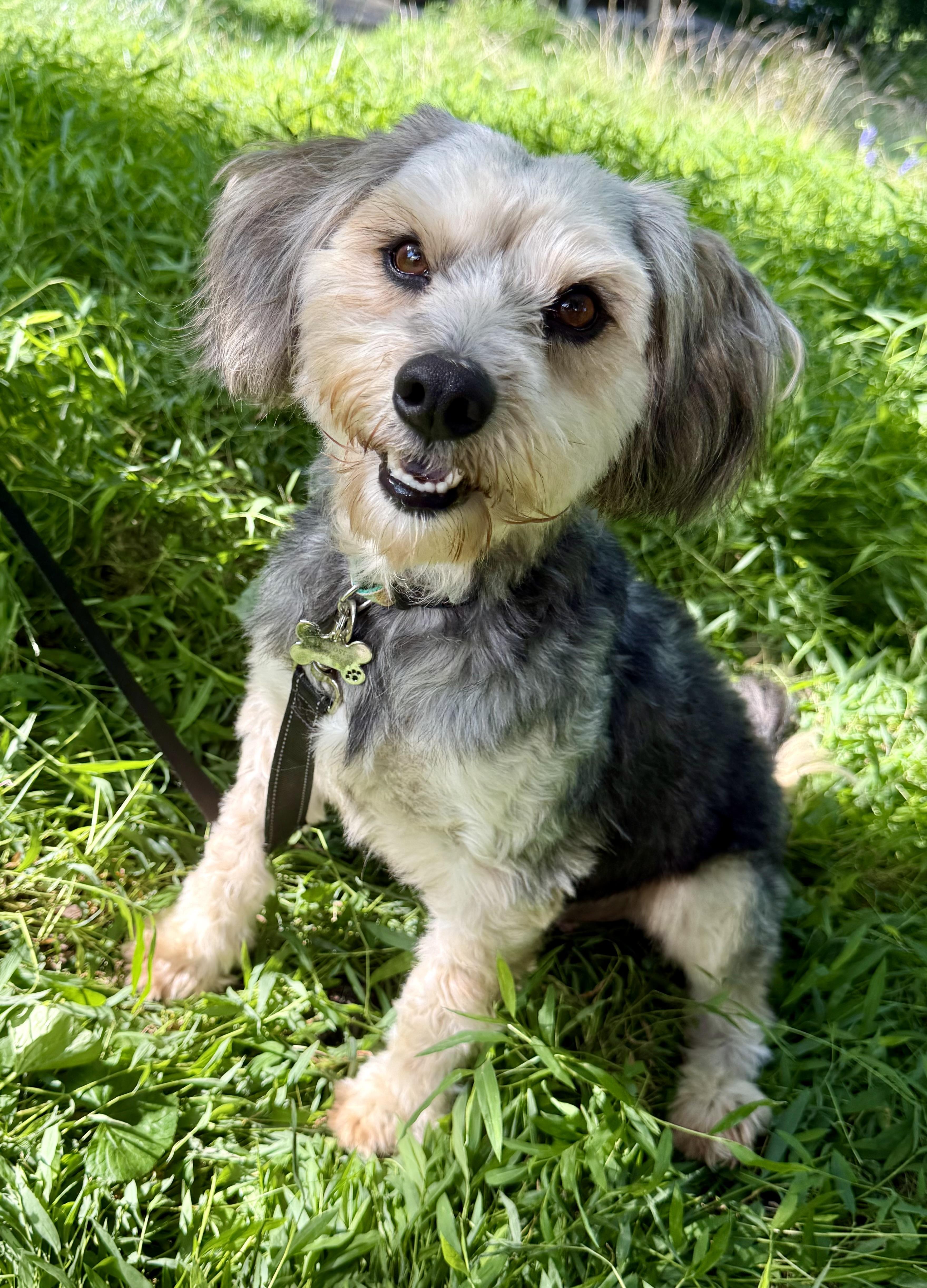 An adult medium-sized male Gray / Blue / Silver Tibetan Terrier dog named Kai for adoption in Tomkins Cove, NY