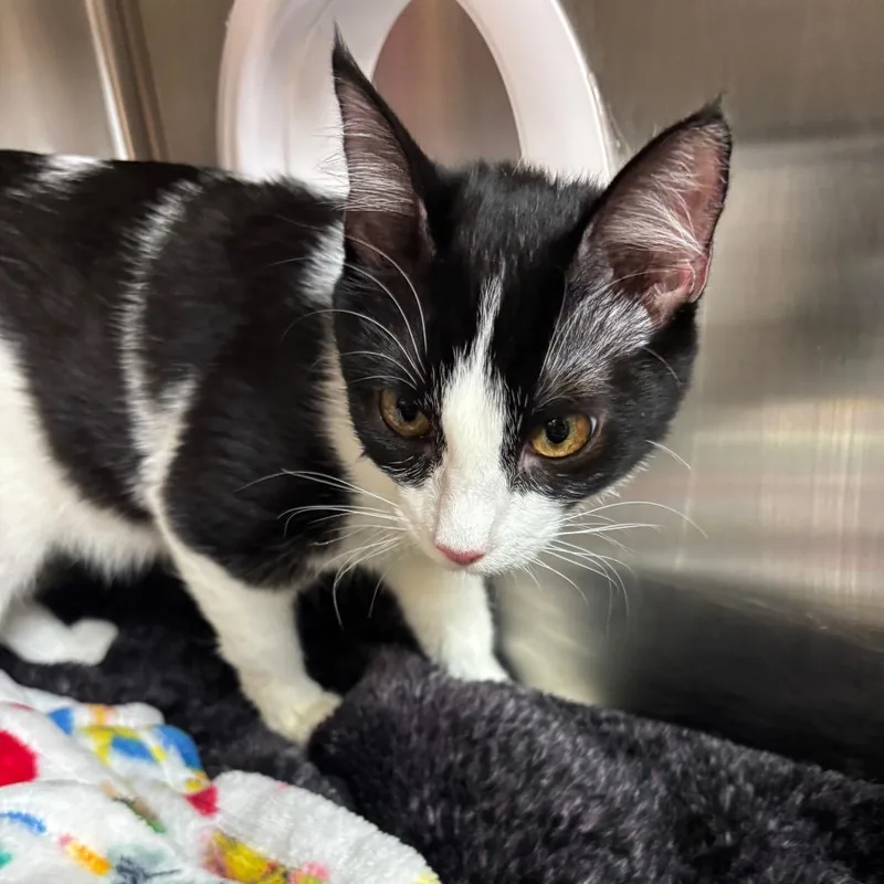 A young medium-sized female Black Domestic Short Hair cat named Bianca for adoption in Los Angeles, CA
