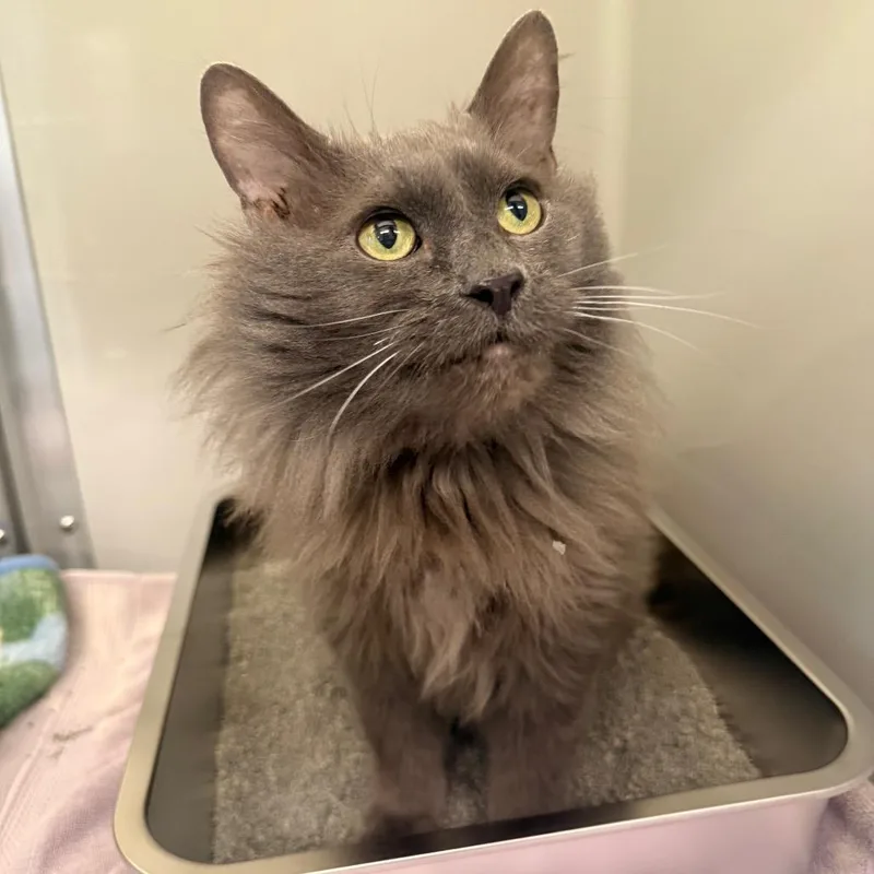 A senior large-sized female Gray / Blue / Silver Domestic Long Hair cat named Hope for adoption in Saint Charles, MO