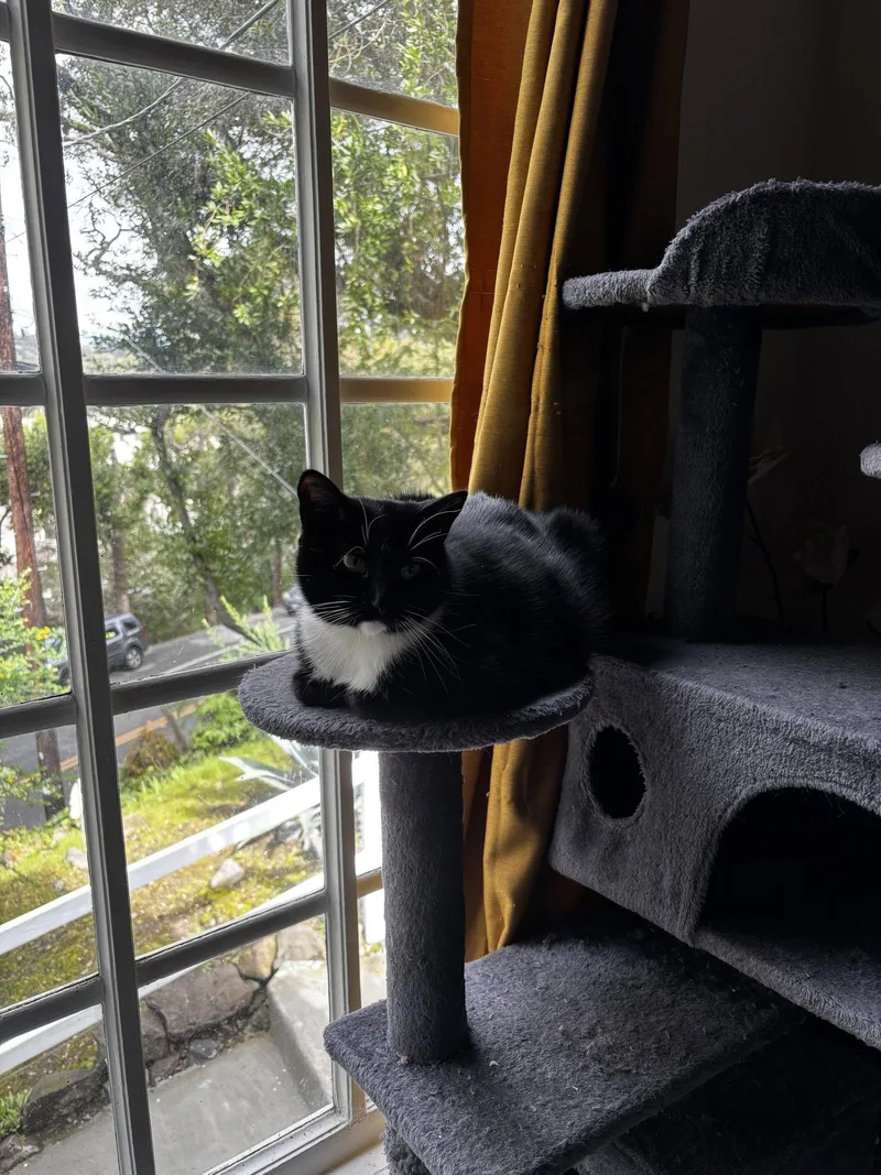 An adult medium-sized female Black & White / Tuxedo Tuxedo cat named Wednesday And Morticia Addams for adoption in Walnut Creek, CA
