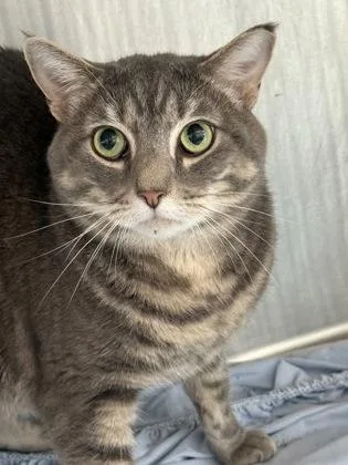 An adult large-sized male Domestic Long Hair cat named Bemo for adoption in West Chester, PA