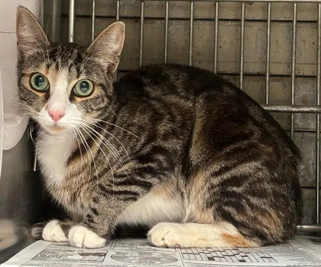 A young medium-sized female Domestic Short Hair cat named Fries for adoption in Baldwin Park, CA