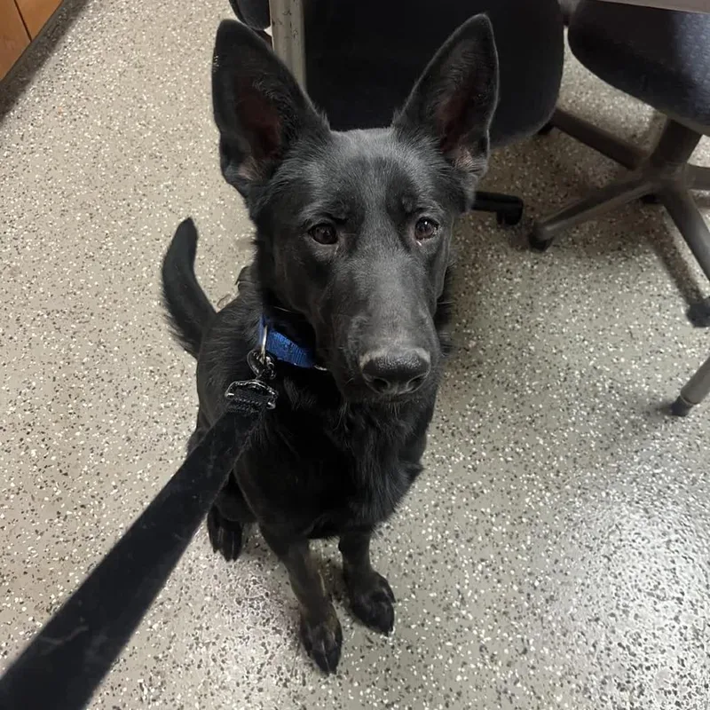 An adult medium-sized female Black Shepherd dog named Whoopsie for adoption in Norfolk, NE