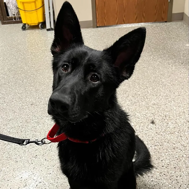 Whoopsie thumbnail 2