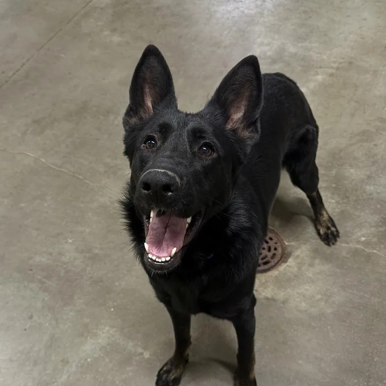 Whoopsie thumbnail 3