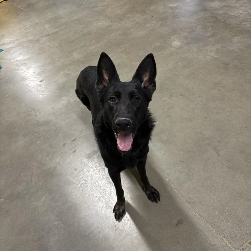 Whoopsie thumbnail 4